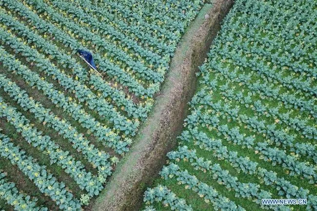 中国农民农事忙 Farmers busy with farm work across China
