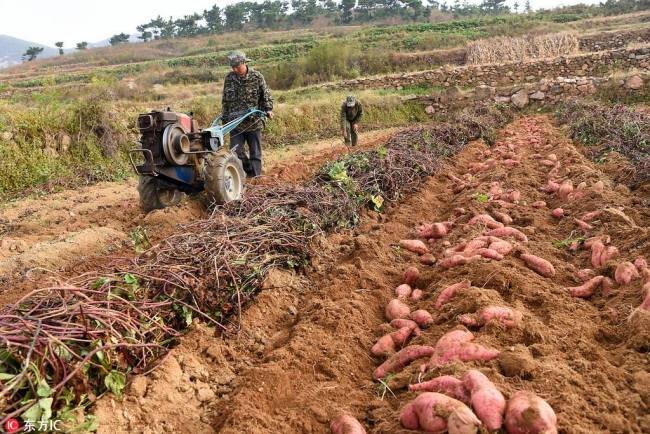 妇女屯地瓜卖高价 Woman put sweet potatoes in storage for a higher price