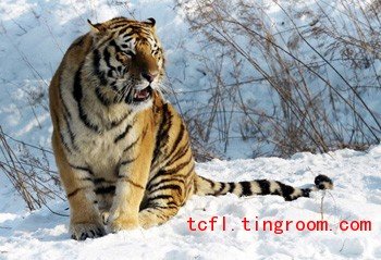 Extensive Reading Lesson 9